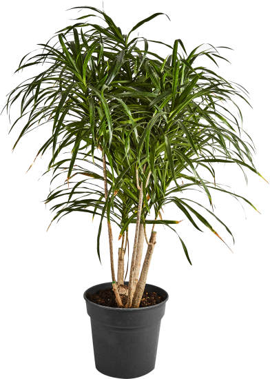 Драцена Анита ø24 h90-100 см