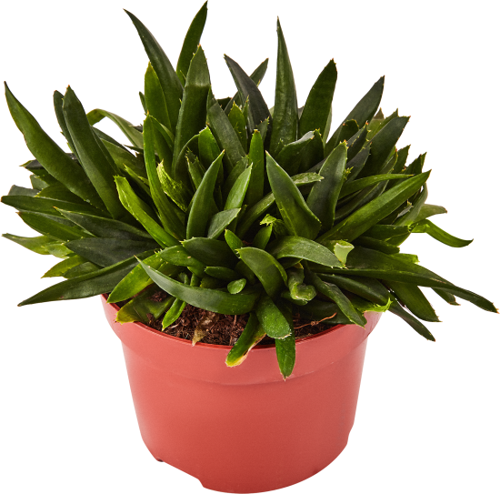 Суккулент Рокс микс ø12 h15 см