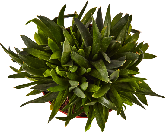 Суккулент Рокс микс ø12 h15 см