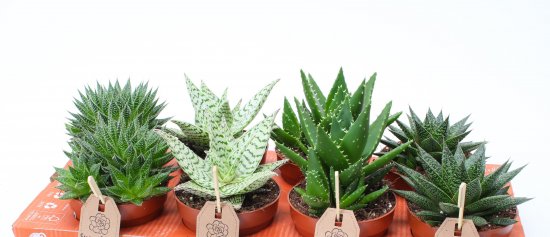 Суккулент Рокс микс ø12 h15 см