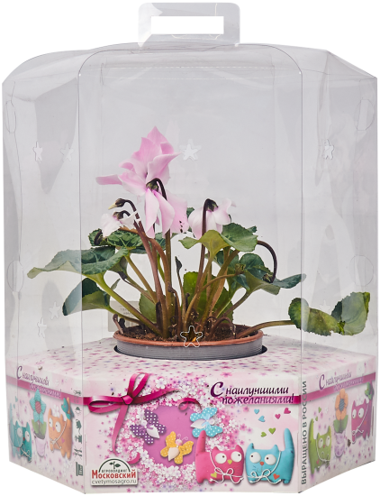 Цикламен микс Премиум ø15 h35 см Агрокомбинат Московский