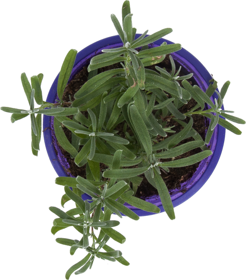 Лаванда ø9 h15 см