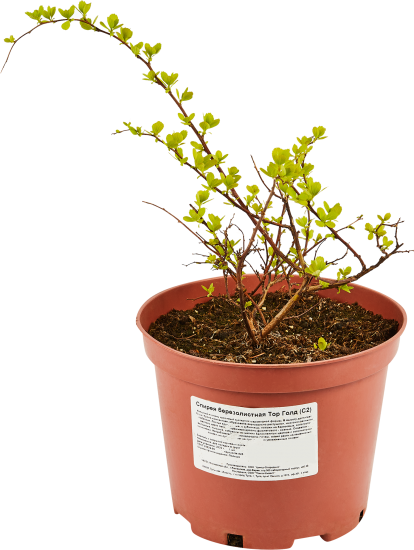 Саженец Спирея Тор Голд ø15 h150 см