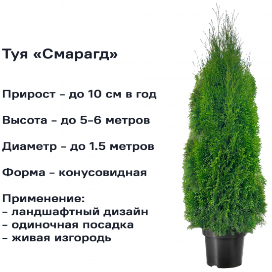 Туя западная Смарагд ø19 см h40-60 см
