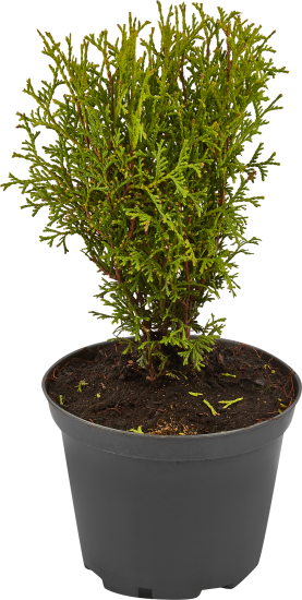 Туя Тини Тим h10-30 см