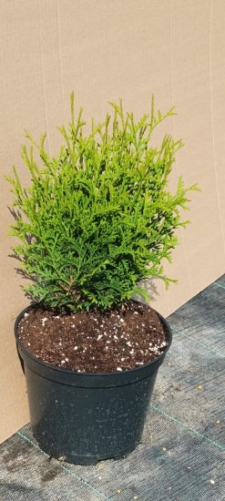 Туя Тини Тим h10-30 см