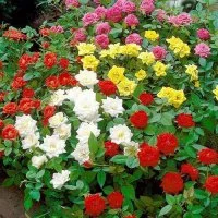 Роза флорибунда микс ø15 h30 см