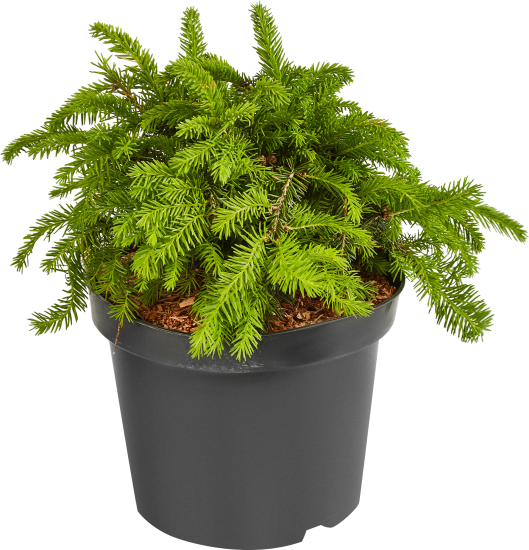 Ель обыкновенная Нидиформис h20 - 40 см