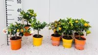 Цитрус Цитрина микс ø12 h25 см
