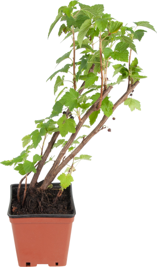 Смородина чёрная С2 «Ядрёная» h40