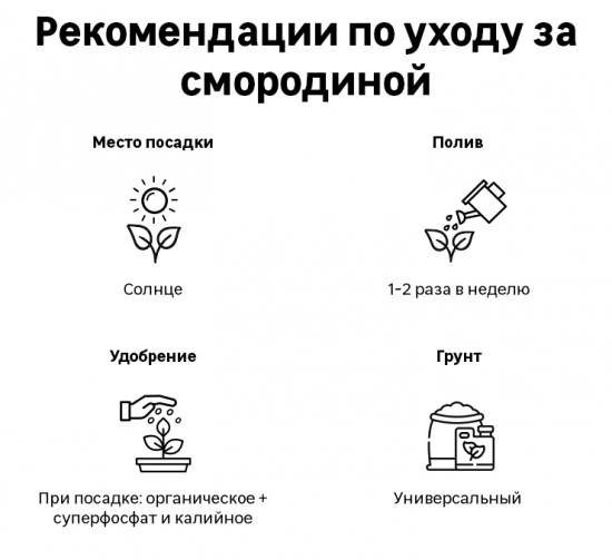Смородина чёрная С2 «Ядрёная» h40