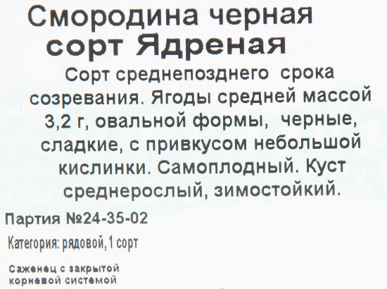 Смородина чёрная С2 «Ядрёная» h40