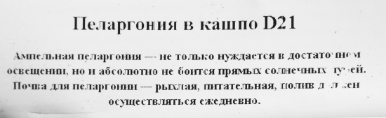 Пеларгония в кашпо 21 см