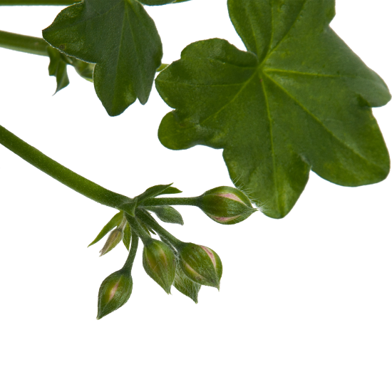 Пеларгония в кашпо 21 см