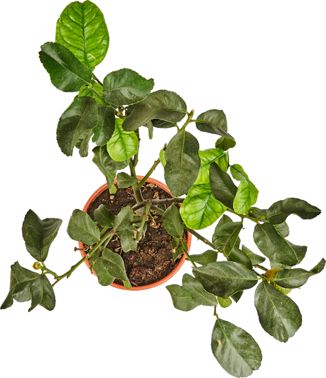 Цитрофортунелла лимон d21 h80