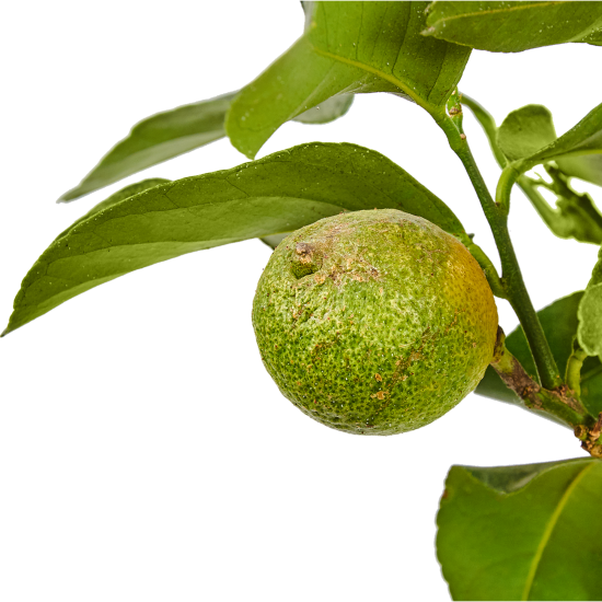 Цитрофортунелла лимон d21 h80