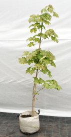 Клен остролистный 45x250-300 см