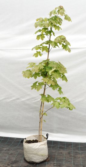 Клен остролистный 45x250-300 см