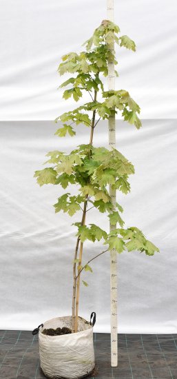 Клен остролистный 45x250-300 см