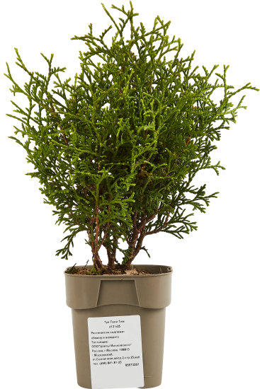 Туя Тини Тим ø13 h25 см