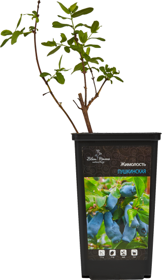 Жимолость микс h15 см