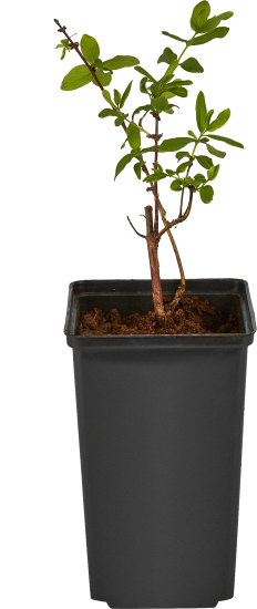 Жимолость микс h15 см