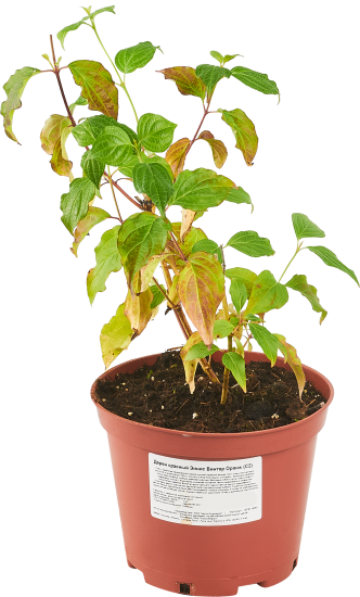 Дерен кроваво-красный ø17 h50 см