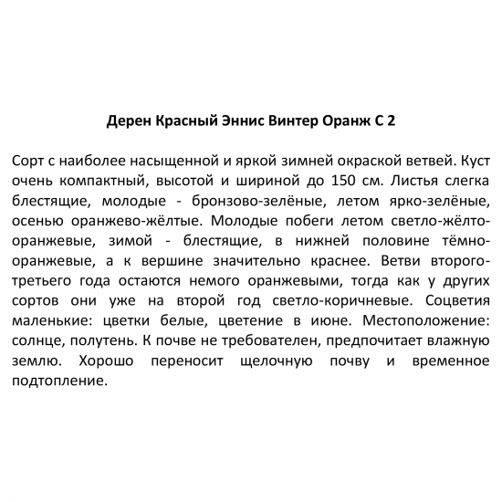 Дерен кроваво-красный ø17 h50 см