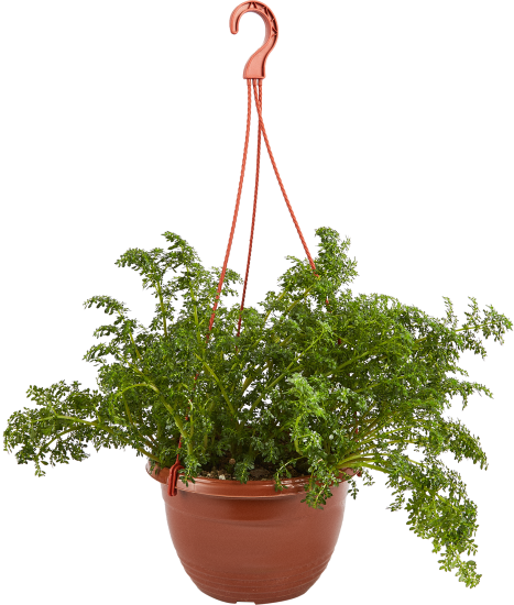 Пилея в кашпо ø21 h35 см