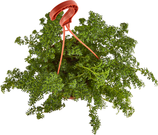 Пилея в кашпо ø21 h35 см