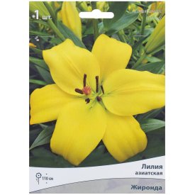 Лилия азиатская Жиронда 14/16, 1 шт
