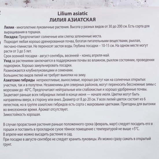 Лилия азиатская Жиронда 14/16, 1 шт