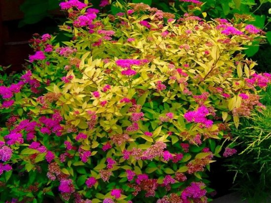 Спирея «Голден Принцесс» 15x20 см