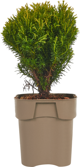 Хвойный микс ø15 h40 см