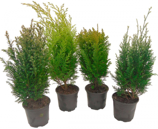 Хвойный микс ø15 h40 см