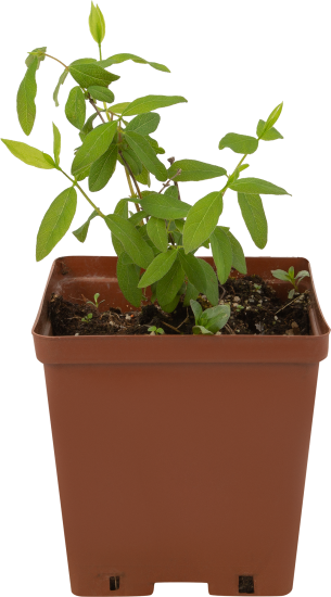 Жимолость плодовая Васюгановская ø16 h50 см