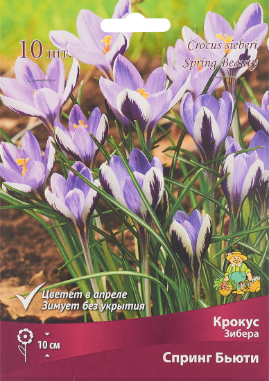 Крокус Зибера Спринг бьюти луковица 5/7, 10 шт.