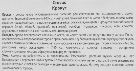 Крокус Зибера Спринг бьюти луковица 5/7, 10 шт.