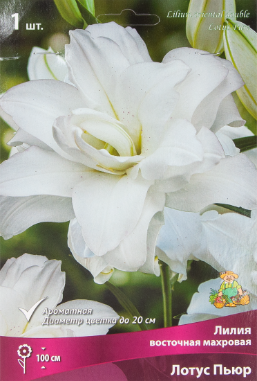Лилия восточная махровая Лотус пьюр луковица 14/16
