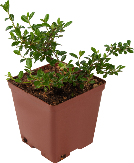 Кизильник Даммера 11x20 см