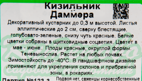 Кизильник Даммера 11x20 см