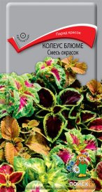 Семена цветов Поиск колеус Блюме микс