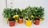 Цитрус микс ø20 h50 см
