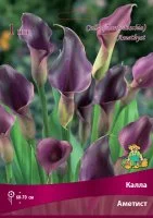 Калла Аметист 14/16, 1 шт