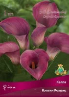Калла Кэптин Романс 14/16, 1 шт
