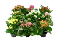 Каланхое микс ø8 h15 см