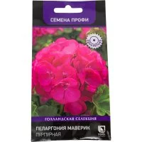 Пеларгония маверик Агрохолдинг ПОИСК Пурпурная