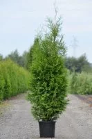 Туя западная Брабант 5 л h100 - 120 см