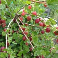 Крыжовник Консул сенатор h50 см