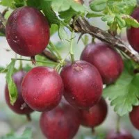 Крыжовник Северный капитан h50 см